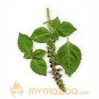 Basil Leaves