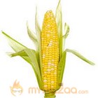 Corn