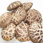 Dried Mushroom