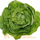 Lettuce