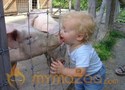 Pig Lover