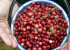 Not all cranberry supplements prevent urinary tract infections