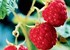  Raspberry extract can beat colon cancer 