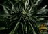 Study finds no link between teen marijuana use, mental health issues
