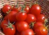 Tomato-rich diet found to lower risk of prostate cancer