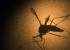 Two new Zika vaccines give '100% protection' to mice in tests!
