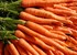 Carrot An Vegitable for Good Health filled with Bitamins