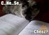 Reading Cat