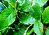 A natural Cuban cure for malaria, arthritis, poor memory?