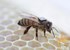 Researchers outfit honey bees with RFID 'backpacks' in global health study