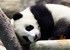 6 month old Taiwan panda introduced to adoring public