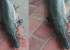 A Fish that resembles a Crocodile!