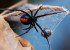 Redback spider bites Australian man on penis