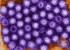 University of Michigan investigating possible norovirus