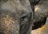 500 elephants killed in Cameroon park in 2 months 