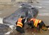 Last whale dies in mass Australian beaching 